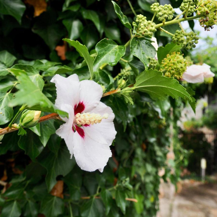Bed and Breakfast L'Evidence Prades  Exterior foto